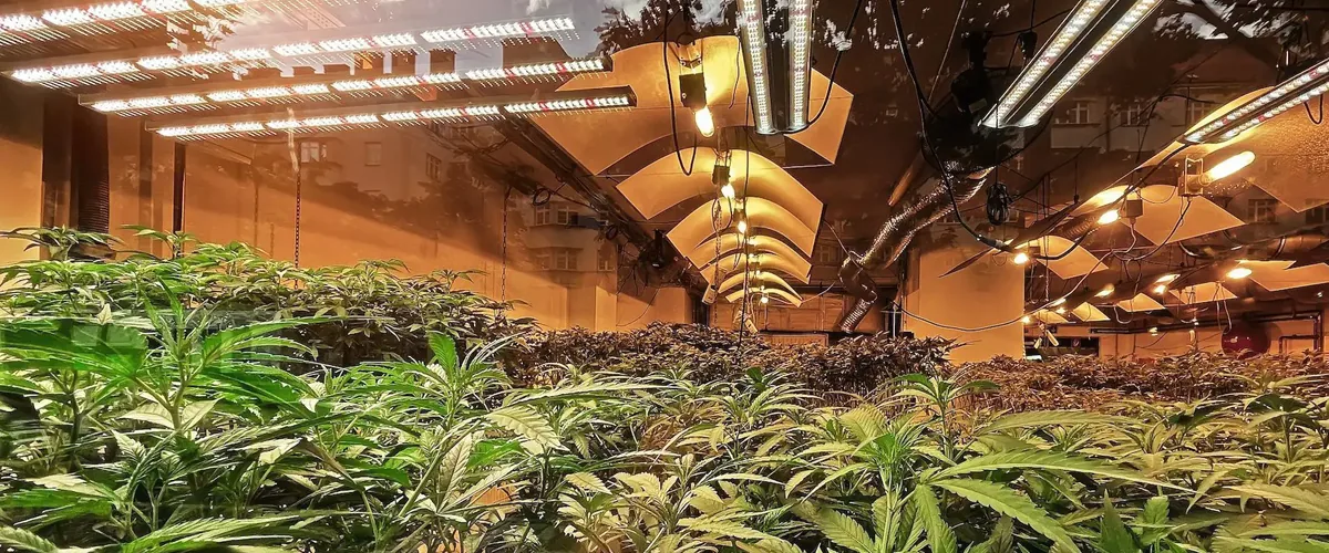 cannabis cannabis