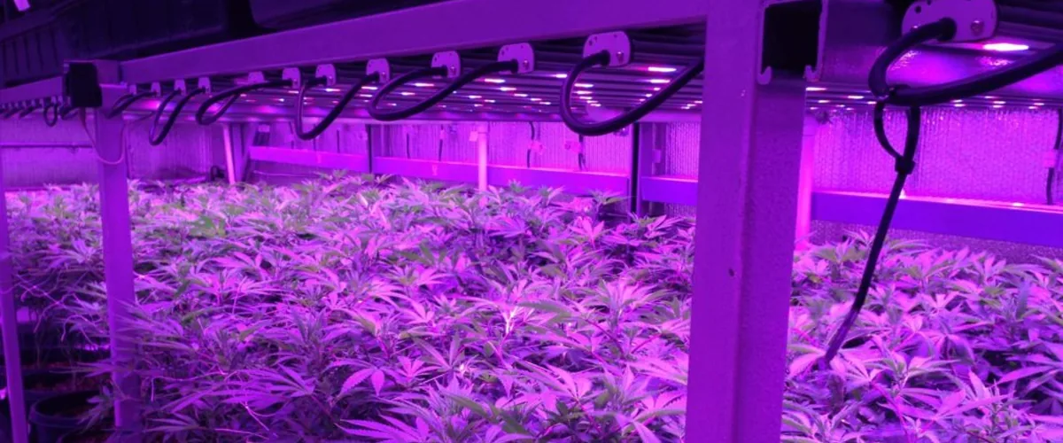 Cannabis cultivation Cannabis cultivation