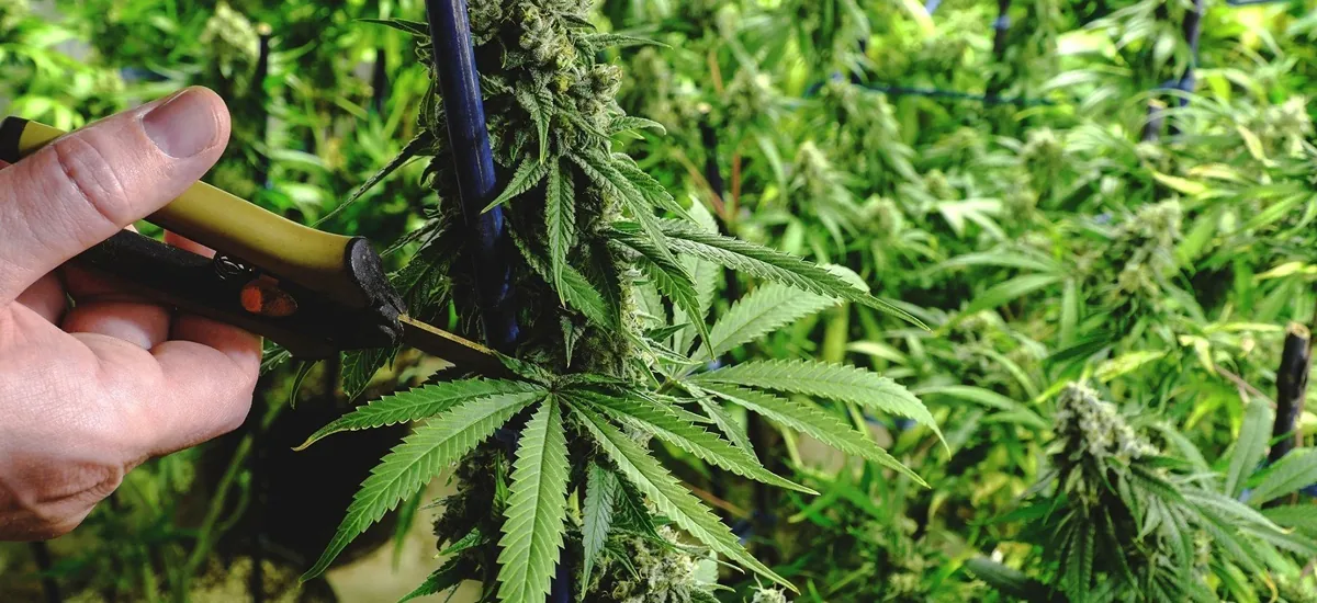 cannabis cannabis