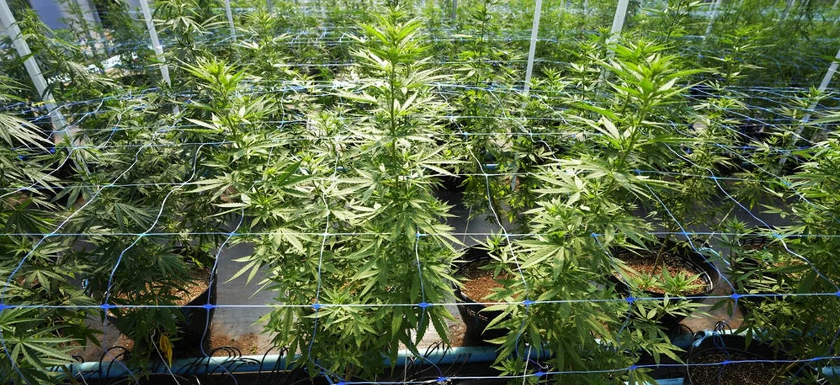 cannabis cannabis