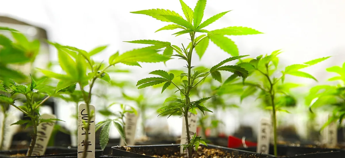Cannabis nursery stage Cannabis nursery stage.jpg