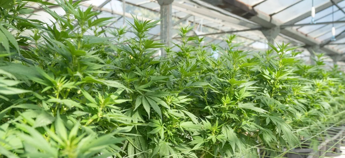 Cannabis growth stages Cannabis growth stages