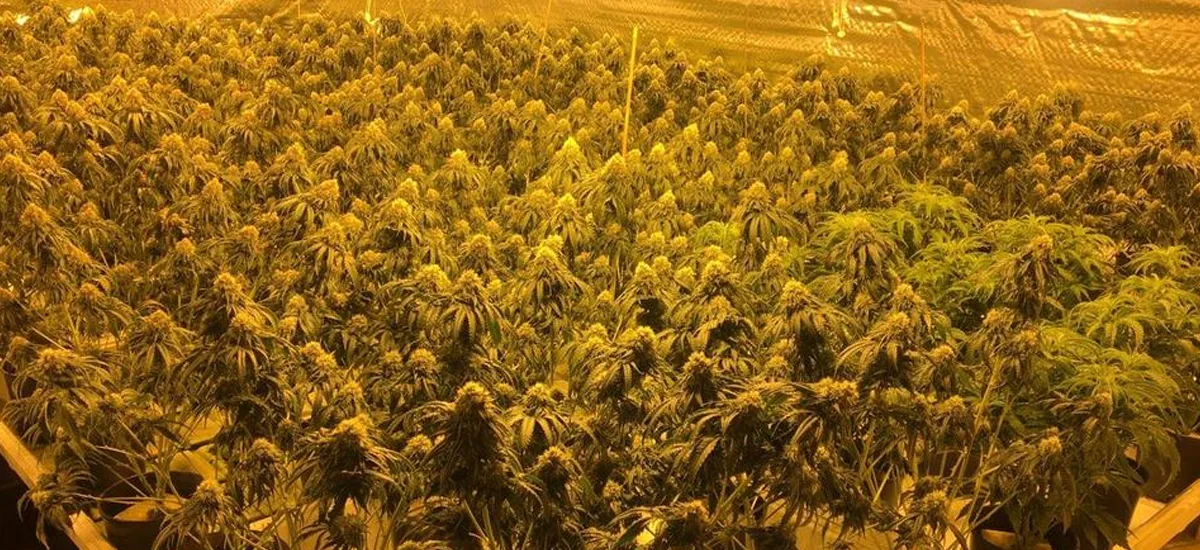 cannabis cannabis