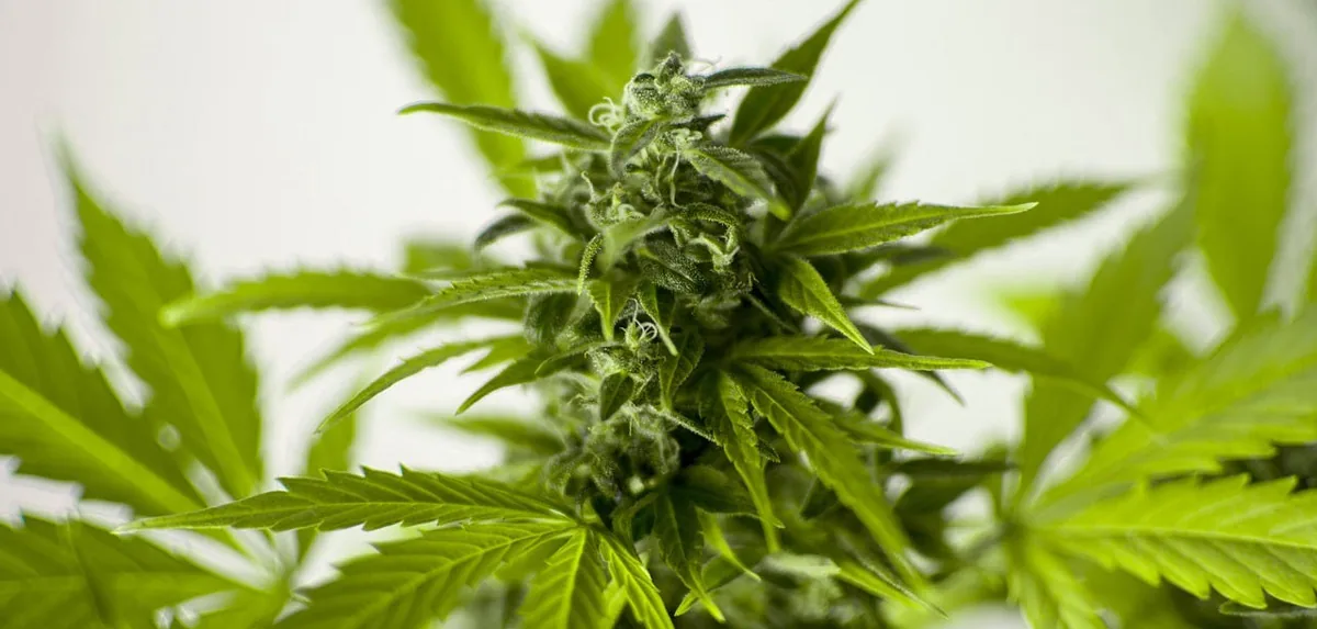 cannabis.jpg cannabis.jpg