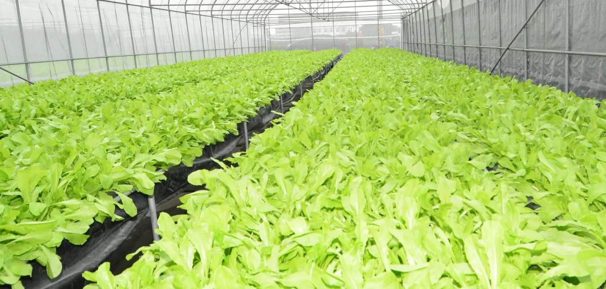 vegetable vegetable.jpg