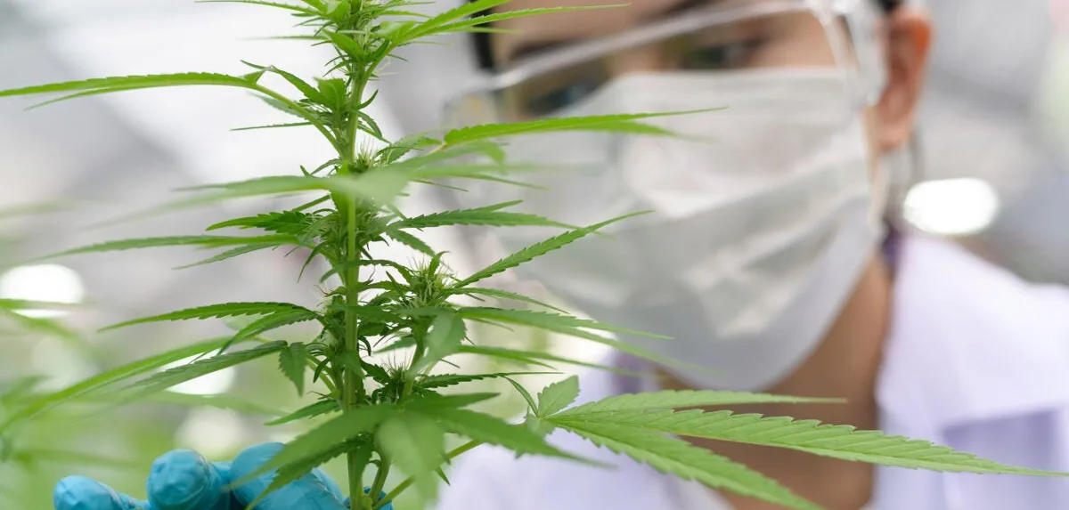 cannabis cannabis