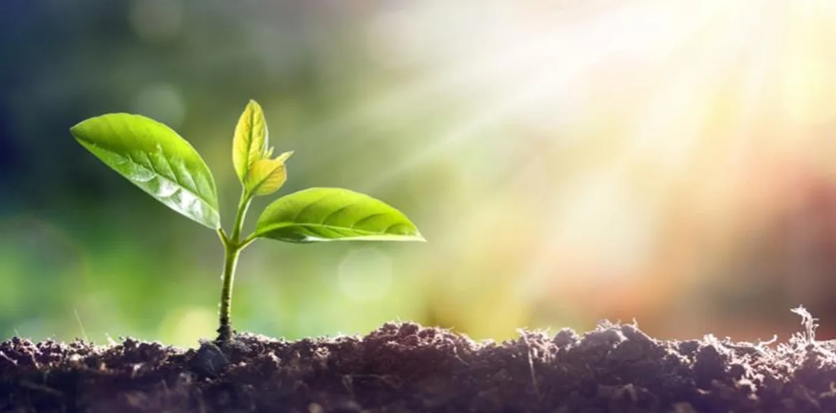 plant plant