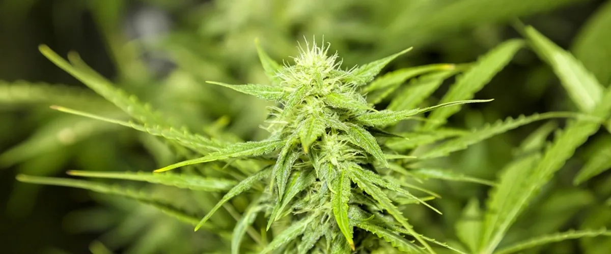 cannabis cannabis