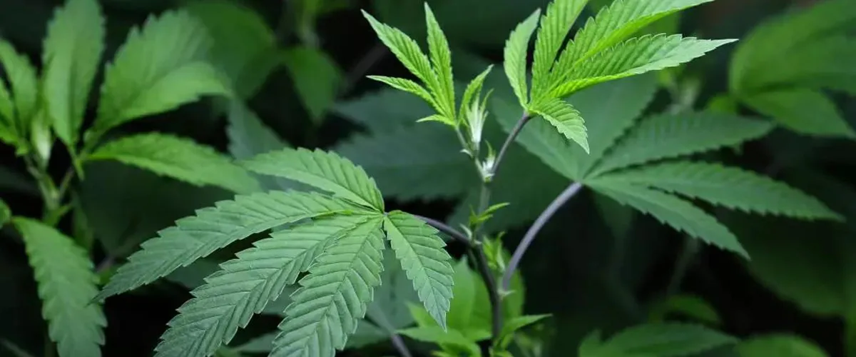 cannabis grow cannabis grow