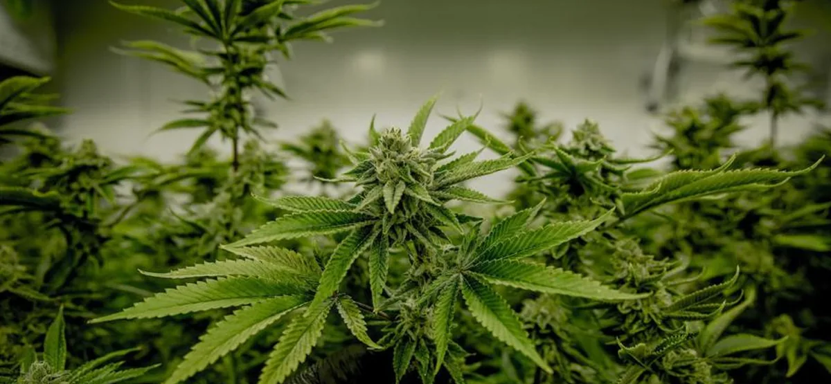 cannabis cannabis