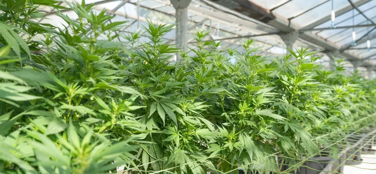 cannabis cannabis