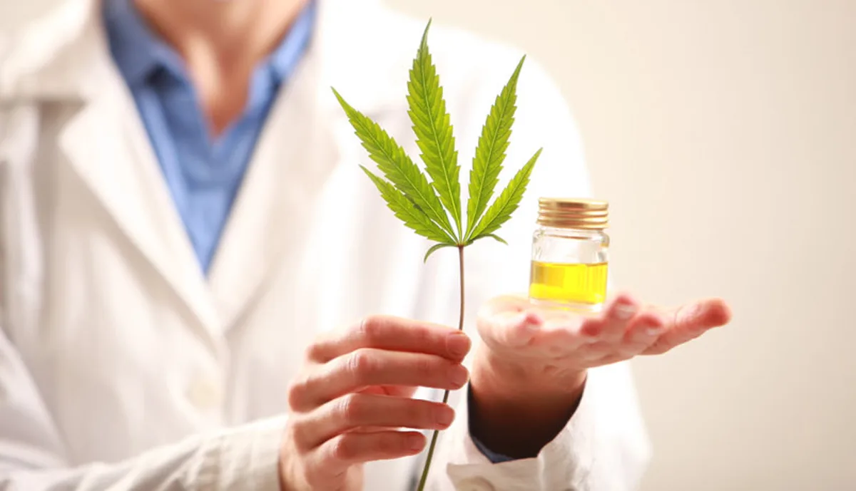 cannabis cannabis