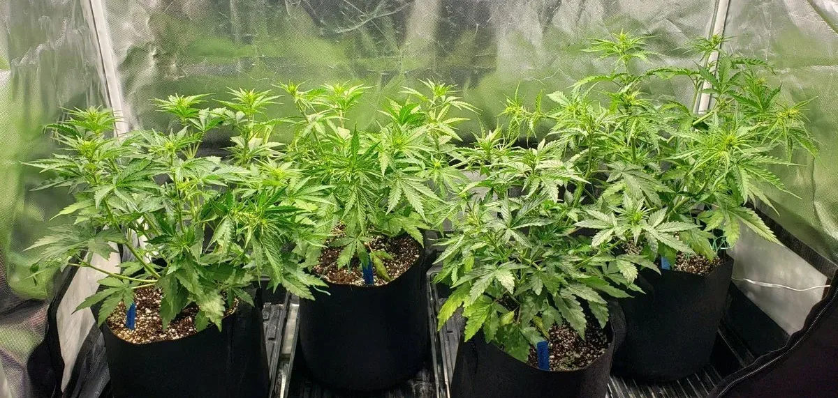 grow cannabis grow cannabis