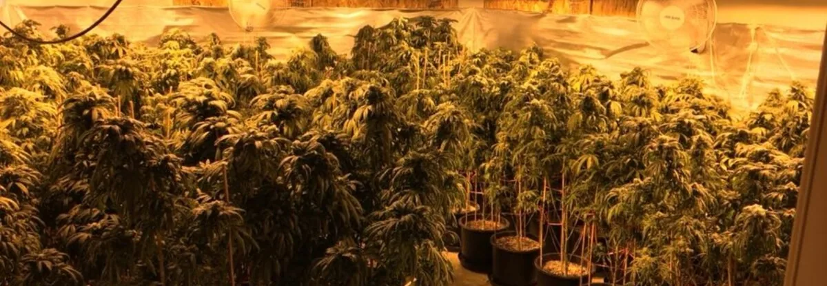 cannabis cannabis