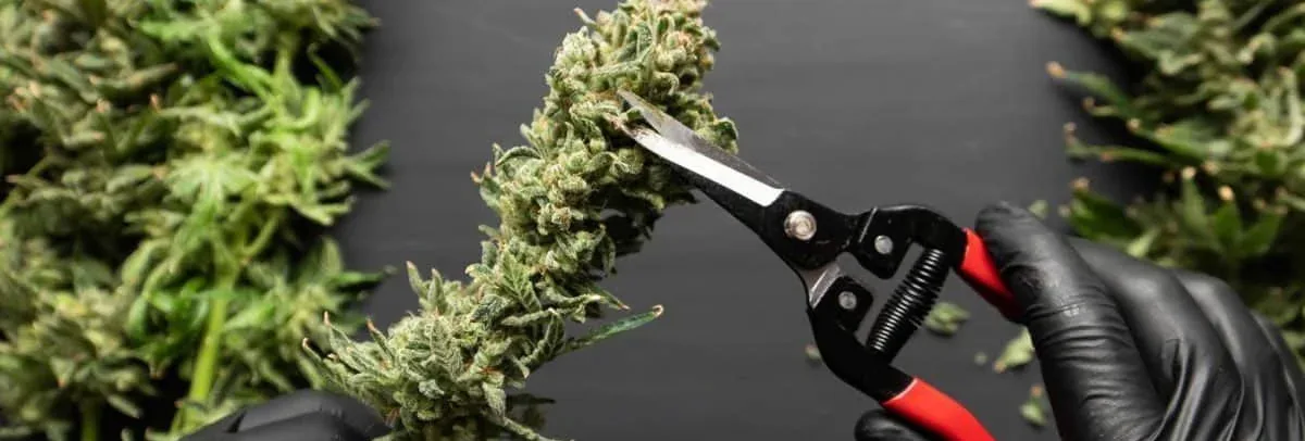 Marijuana harvest Marijuana harvest