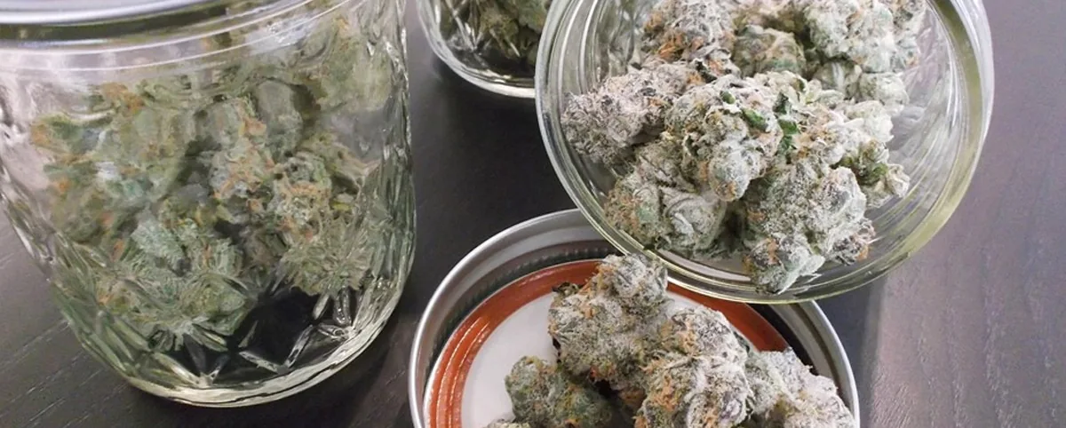 cannabis cannabis