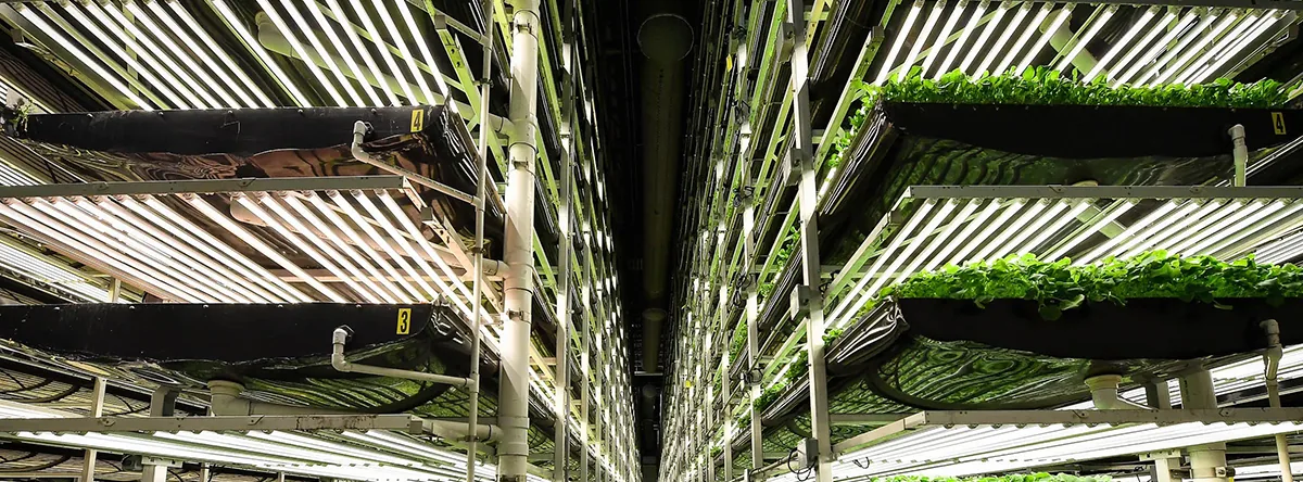 vertical-farming vertical-farming