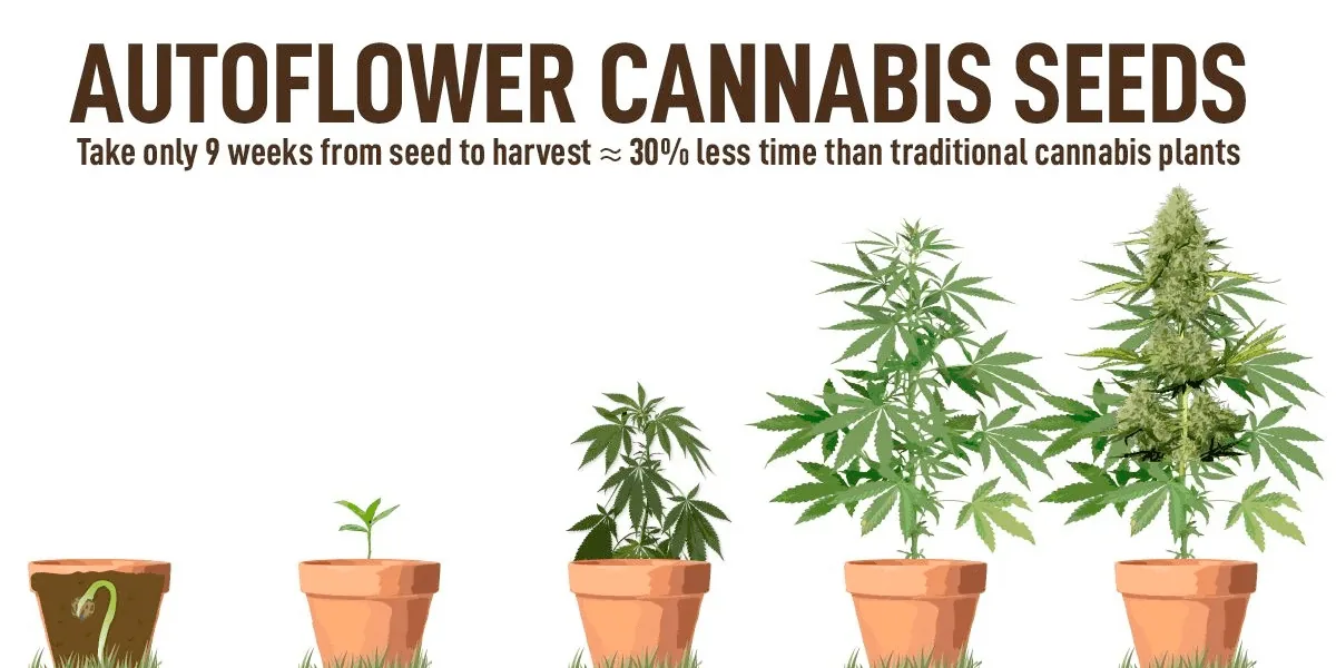 Autoflowering Seeds Autoflowering Seeds