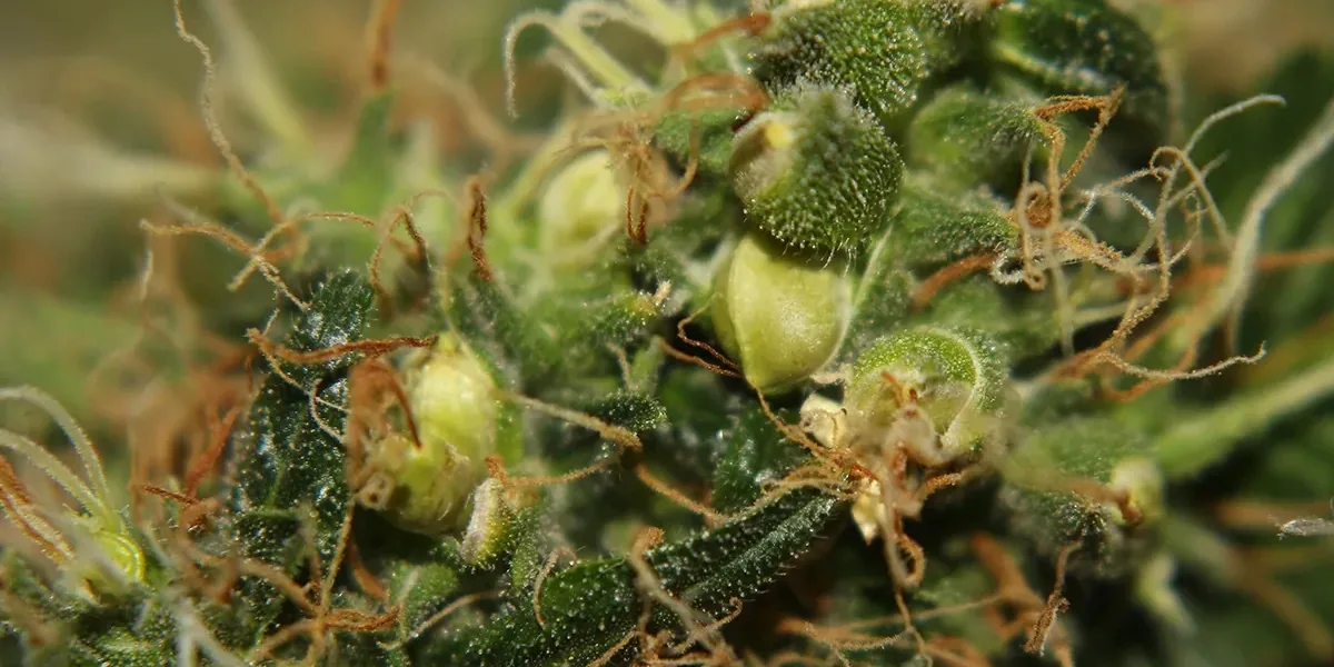 Feminized Seeds Feminized Seeds