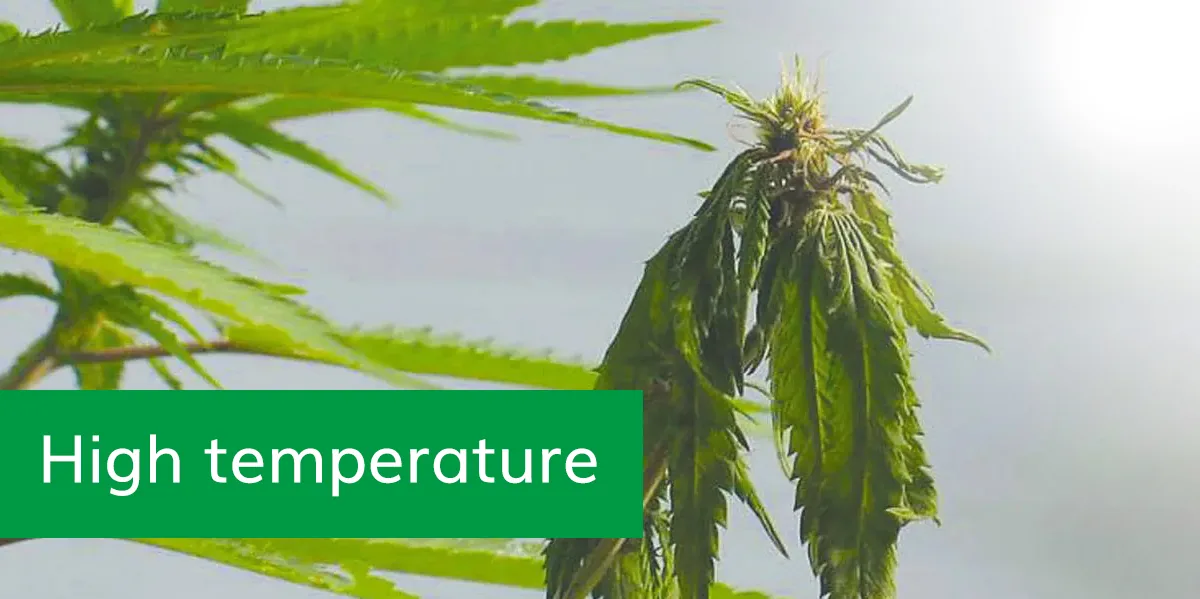 High temperature High temperature