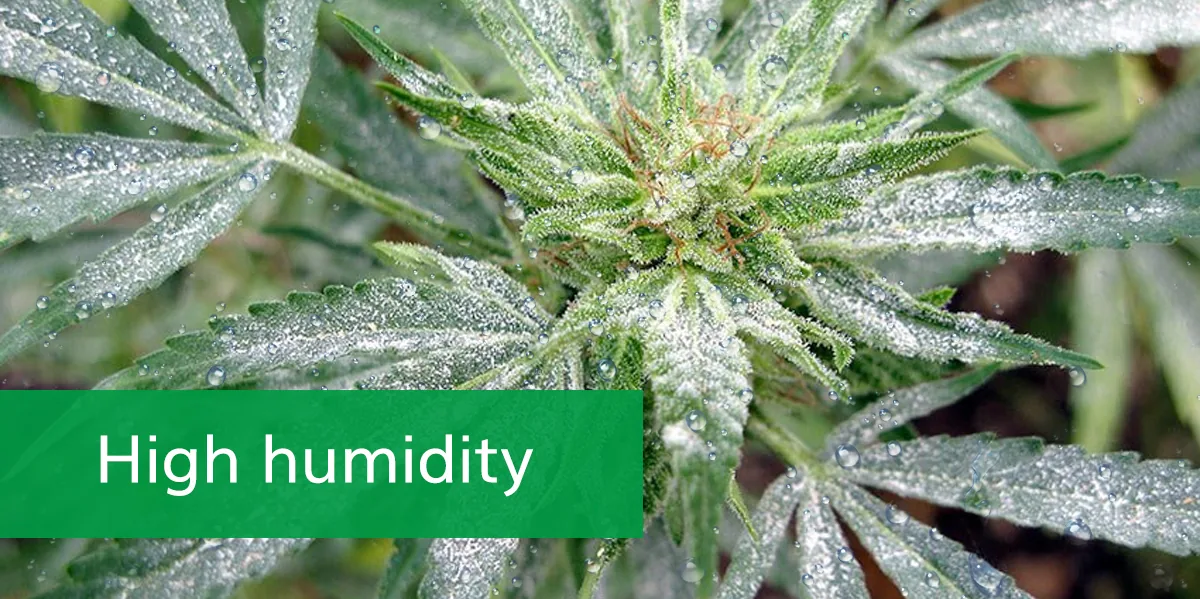 High humidity High humidity