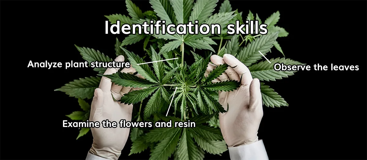 Identification skills Identification skills