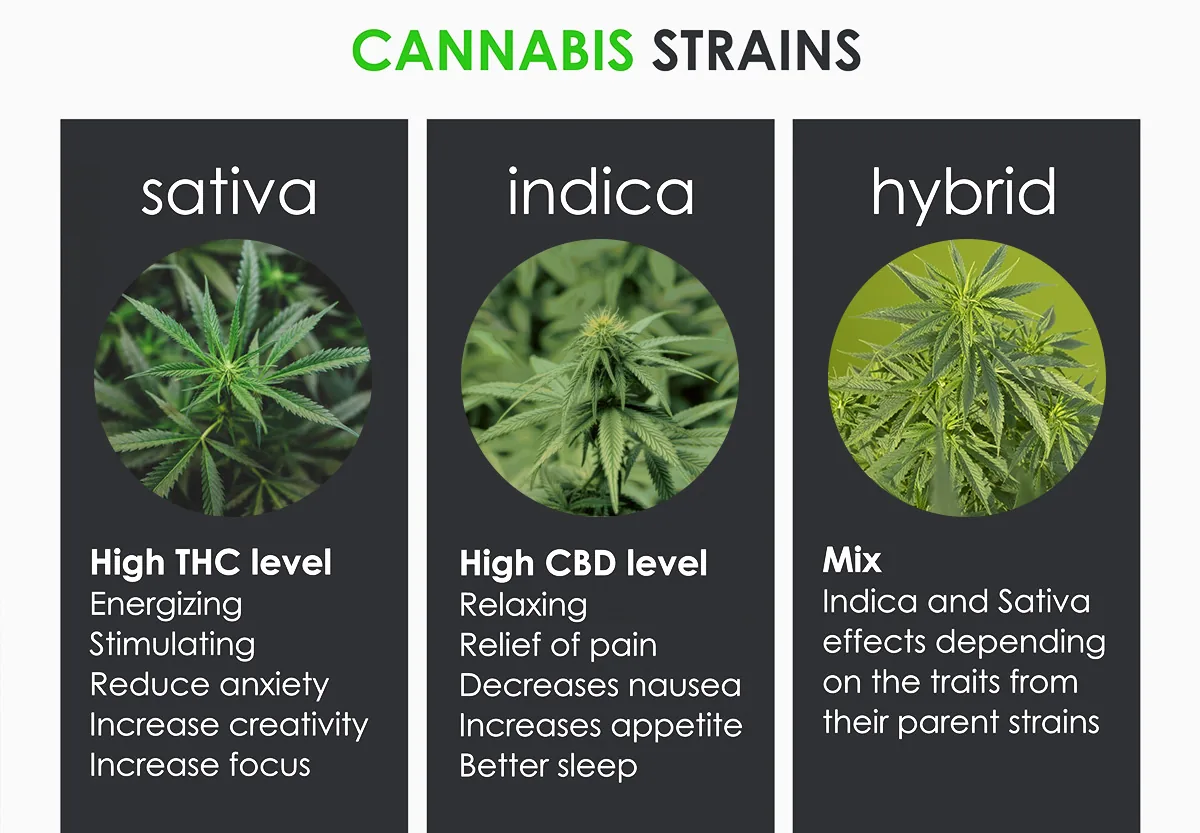 CANNABIS STRAINS CANNABIS STRAINS