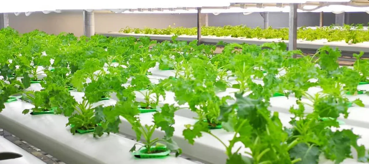 grow lettuce indoors grow lettuce indoors