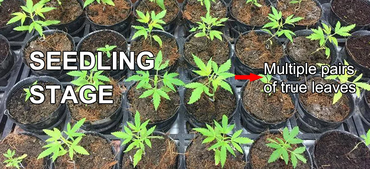 Seedling Stage Seedling Stage