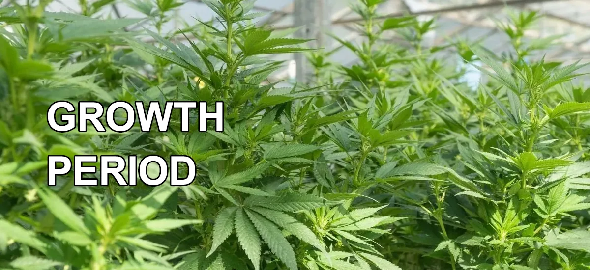 Growth Period Growth Period