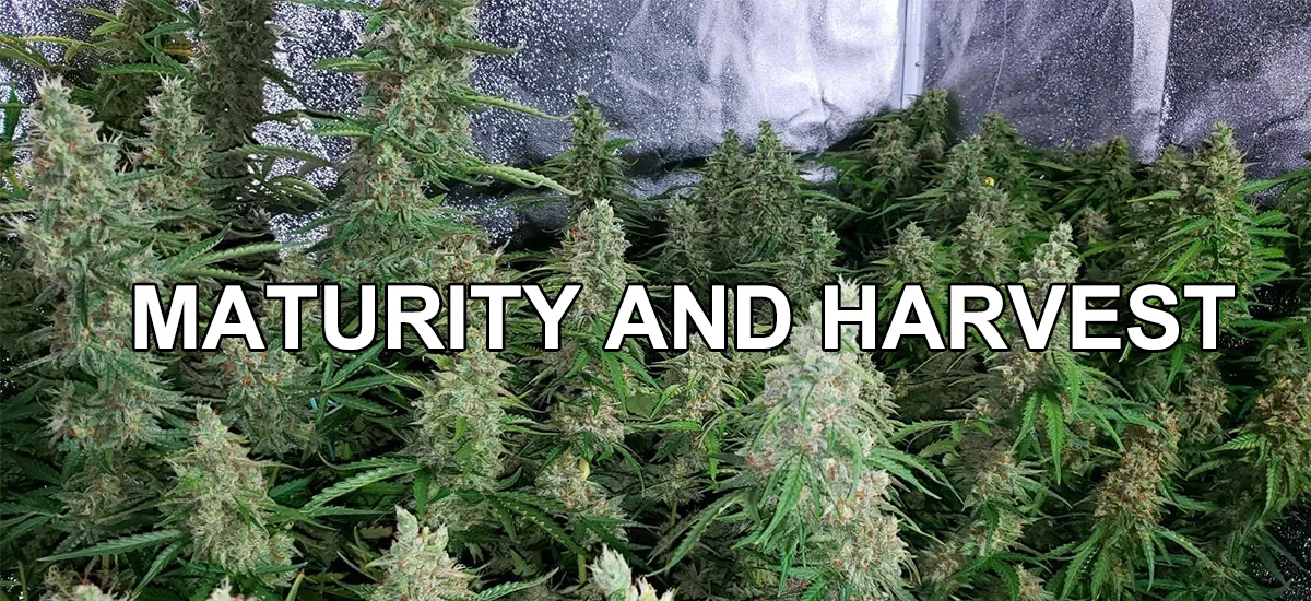 Maturity and Harvest Maturity and Harvest