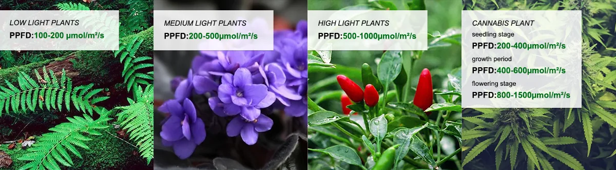 PPFD need for plant PPFD need for plant