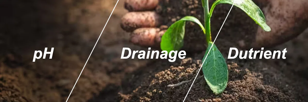 Soil Soil
