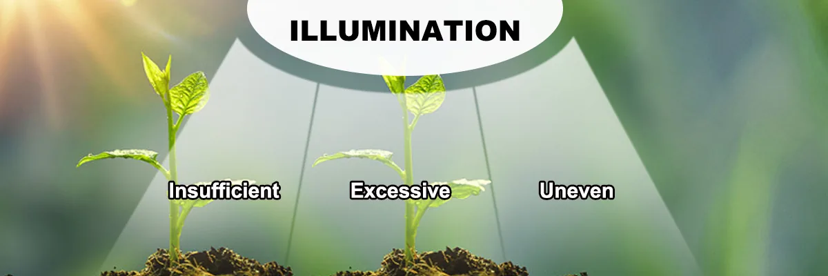 Light Light