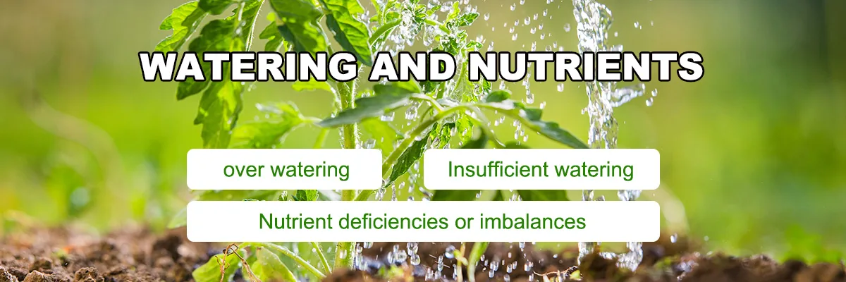 Watering Watering