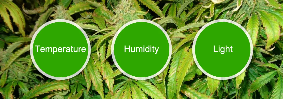 Environmental Factors Environmental Factors