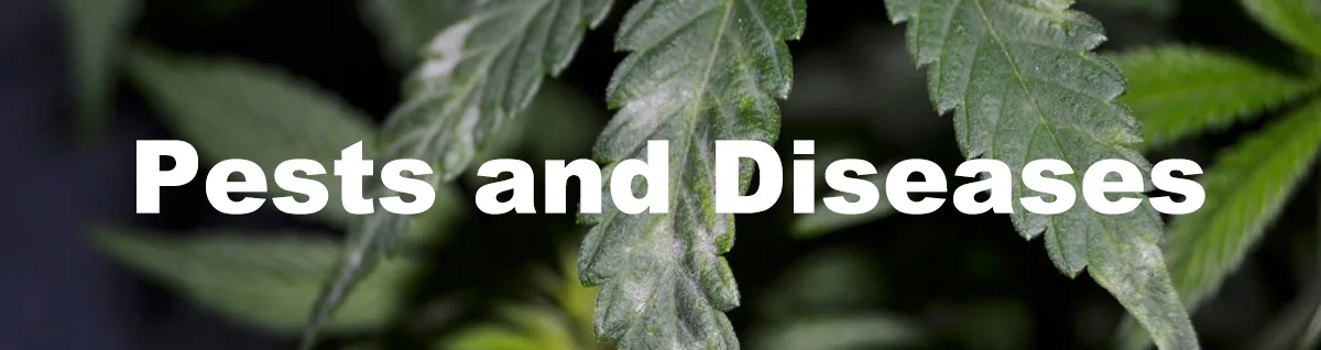 pests and diseases pests and diseases.jpg