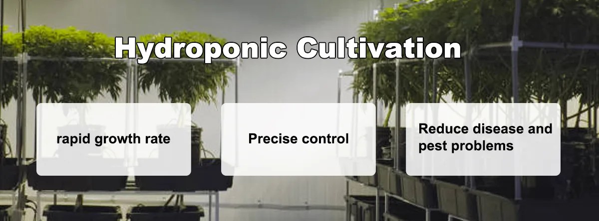 Hydroponic cultivation Hydroponic cultivation