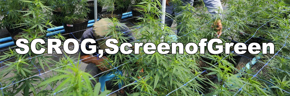 Screen of Green (SCROG) Screen of Green (SCROG)
