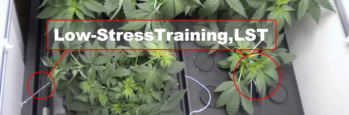 Low-Stress Training Low-Stress Training
