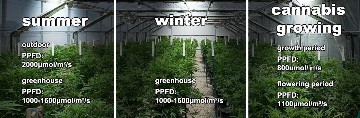 Lighting condition for greenhouse Lighting condition for greenhouse