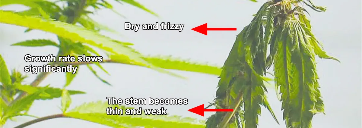 Underwatered Cannabis Underwatered Cannabis