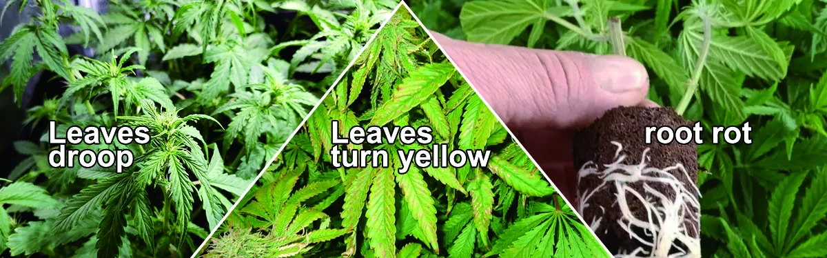 Overwatered Cannabis plant Overwatered Cannabis plant