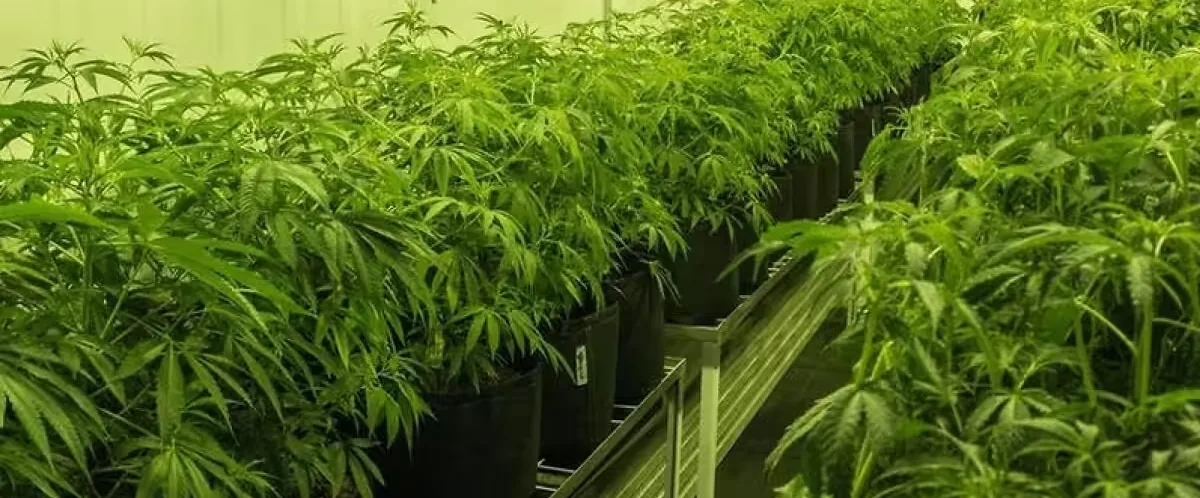 How Often Should I Water My Weed Plant How Often Should I Water My Weed Plant