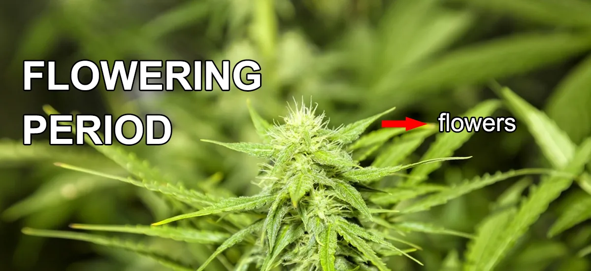 Flowering Flowering