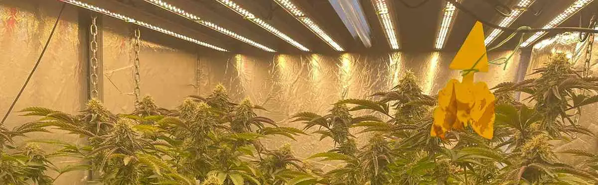indoor grow lights indoor grow lights