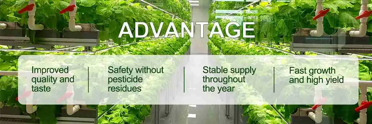 hydroponic vegetables