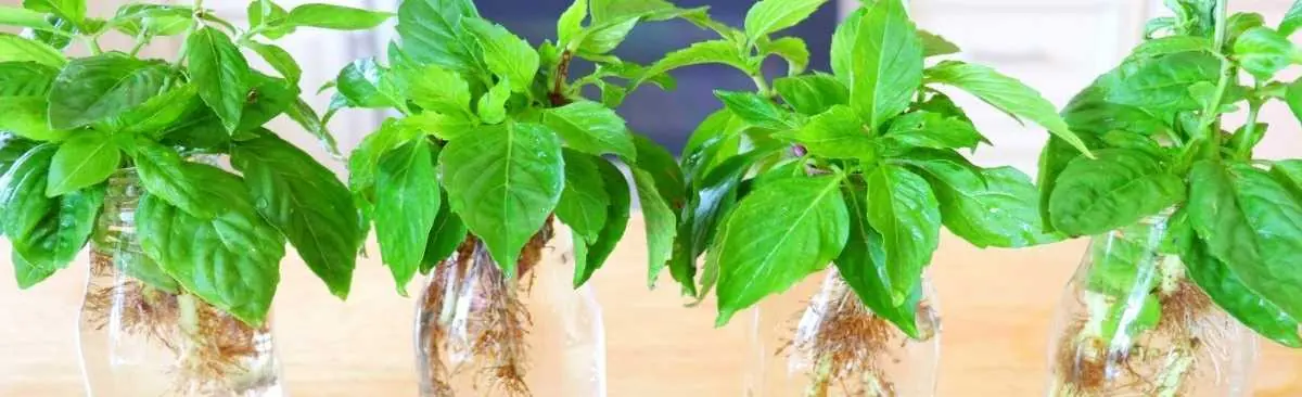 hydroponic basil hydroponic basil