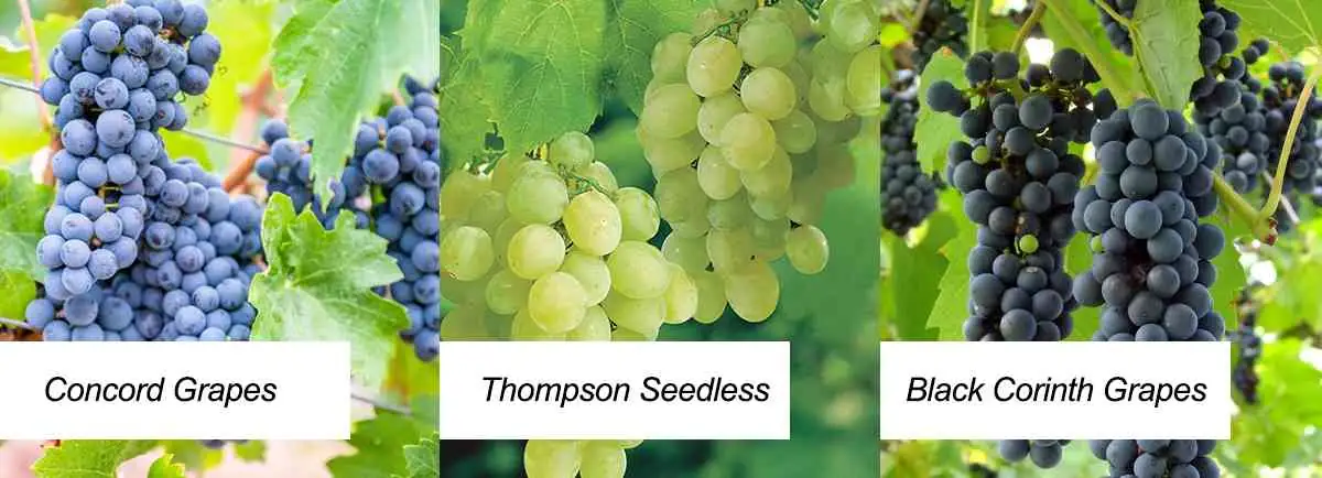 grape variety grape variety