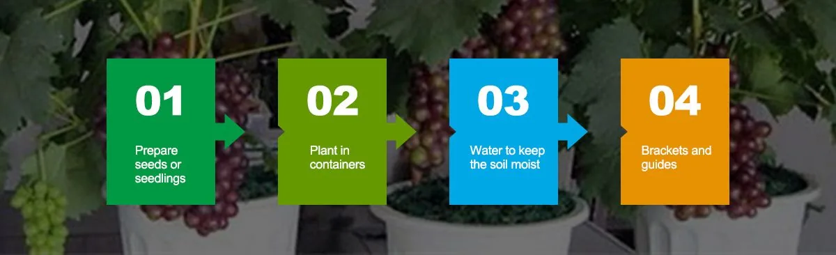 Steps to grow grapes indoors 3.Steps to grow grapes indoors